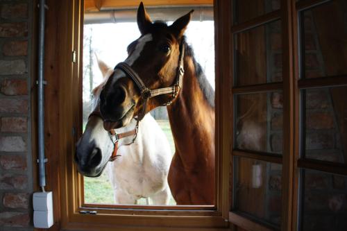 Un caballo está mirando por una puerta en FH Strowota en Kolonie