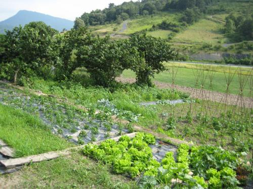 a field with a garden with plants in it at Casa Rural Garabilla in Santa Coloma