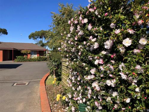 a bush of pink roses on a fence at Victoriana Motor Inn in Ballarat