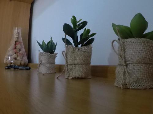 a group of three potted plants sitting on a table at Sardinia-holiday casa Pesce Palla in La Maddalena