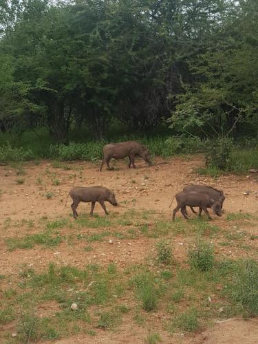 アパートメントの敷地内または近くにいる動物
