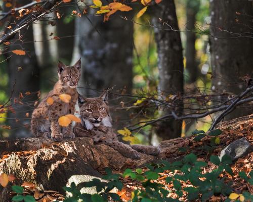 two cats sitting on a log in the woods at Ferienwohnung Brunner in Grafenau