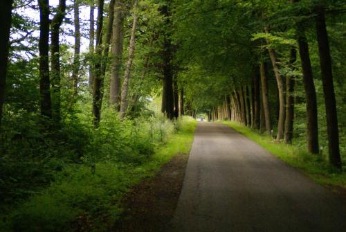 a road with trees on either side of it at Veenemaat in Winterswijk