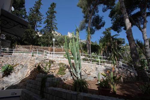 a cactus in a garden with a white fence at Villa Aurora Mondello Addaura in Mondello