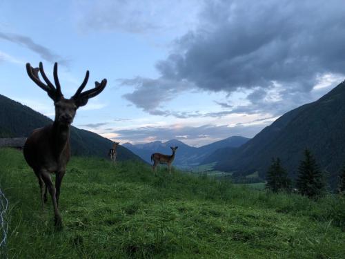 two deer standing on a hill with mountains in the background at Apartments Sankt Walburg in Anterselva di Mezzo
