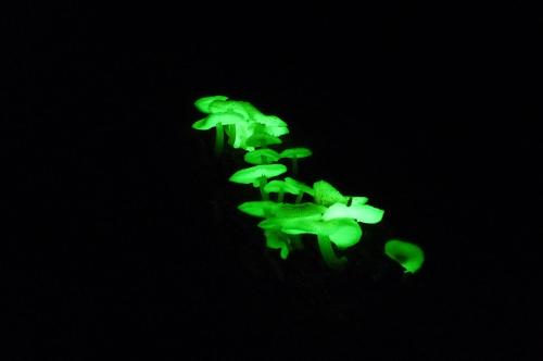a group of green lights in the dark at Bellthorpe Stays in Maleny
