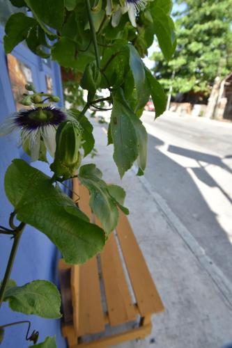a tree with green leaves and a flower on a building at Casa Almendro in Tulum