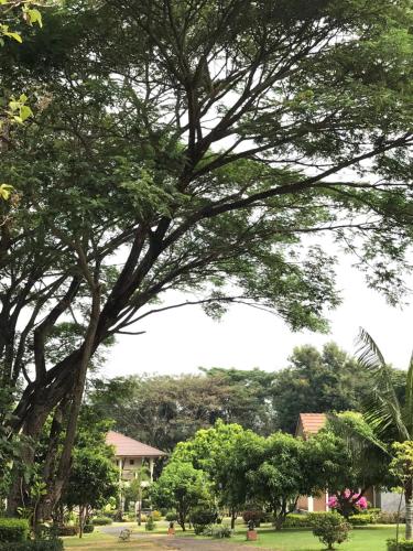 a large tree in the middle of a park at Papai Country Lodge SHA in Ban Mae Pong