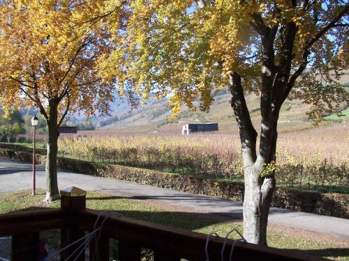two trees and a fence next to a field at La Maison Jaune in Ammerschwihr