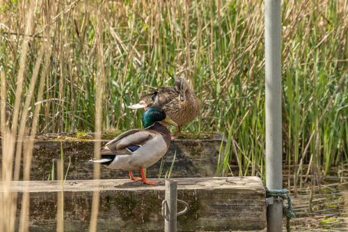 two ducks standing on a dock in the water at Hotel apartment with a lake view - 2 room apartment in Kruså