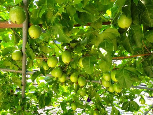 a bunch of green fruit hanging from a tree at 台東鹿野森活 訂房來電付訂確認 in Ruiyuan