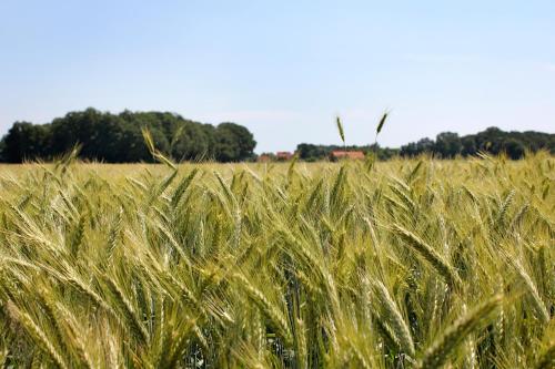 a field of wheat with a windmill in the background at Pension zum Butterpatt in Sassenberg