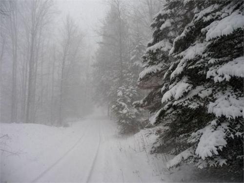 a snow covered road with a snow covered tree at Cedarwood Lodge in Penfield