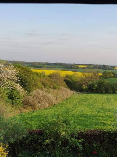 a field of green grass with a field of yellow flowers at Rosenhuset in Haderslev