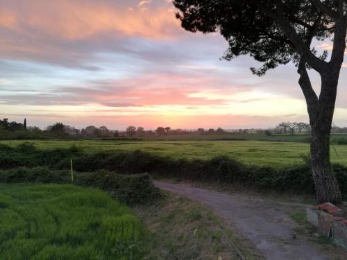 a dirt road in a field with a tree at Minivilla a Viterbo a 5 minuti dal centro in Viterbo