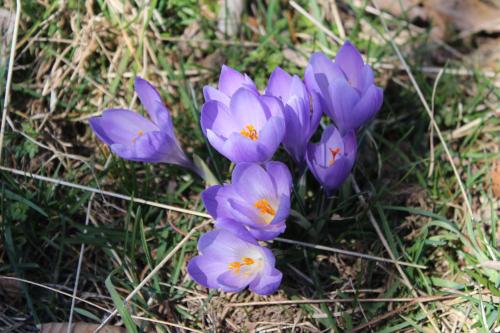 a bunch of purple flowers in the grass at Cuccaro Club - Val di Vara e Cinque Terre in Rocchetta di Vara