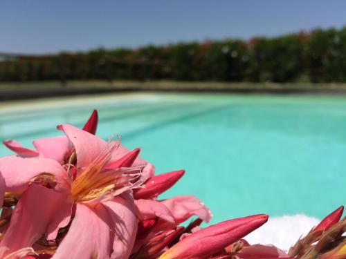 Πισίνα στο ή κοντά στο Agriturismo Pieve de Pitti