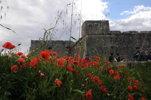 a field of red flowers in front of a castle at Appartamenti porta mare in Otranto