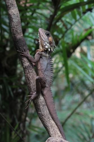 a lizard is sitting on a tree branch at Daintree Crocodylus in Cow Bay