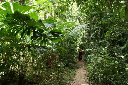 a person walking down a trail in the jungle at Daintree Crocodylus in Cow Bay