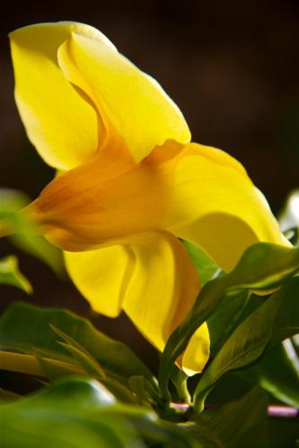 a close up of a yellow flower with green leaves at Da Fabio in Negril