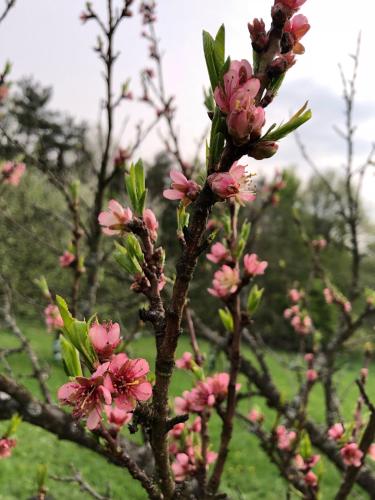a branch of a tree with pink flowers on it at Sonnenhof in Limbach im Burgenland