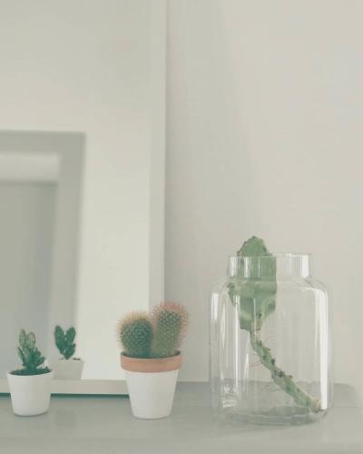 a glass vase with cactuses and cacti in pots at Dimora Duchessina Suites de Charme in Minervino di Lecce