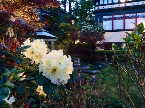 a group of white flowers in front of a house at Beaconsfield Bed and Breakfast - Victoria in Victoria
