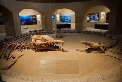 a museum with dinosaur skeletons on display in a room at villa tunis village in ‘Izbat an Nāmūs