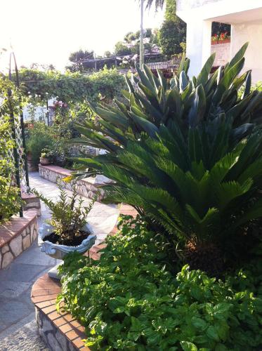 Κήπος έξω από το B&B Palazzo a Mare