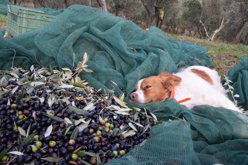 a brown and white dog laying on a pile of olives at Agriturismo Podere Tegline in Radda in Chianti