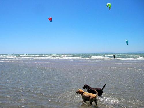 two dogs playing in the water at the beach at ROMANTICA TOSCANA in Scarlino