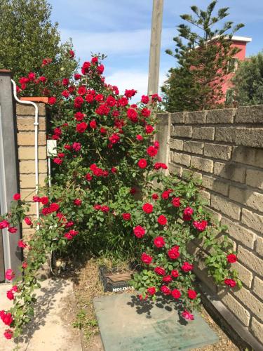 Ein Haufen roter Rosen wächst an einer Ziegelmauer in der Unterkunft Rossi House in Ponte Galeria