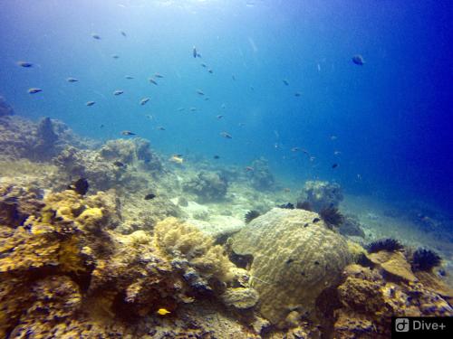 a coral reef with a lot of fish in the water at Southseas Beach Resort and Dive Center in Santander