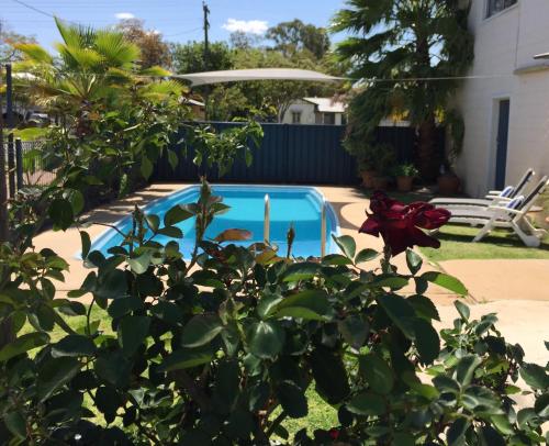 a swimming pool in a yard with a plant at Balonne River Motor Inn in Saint George