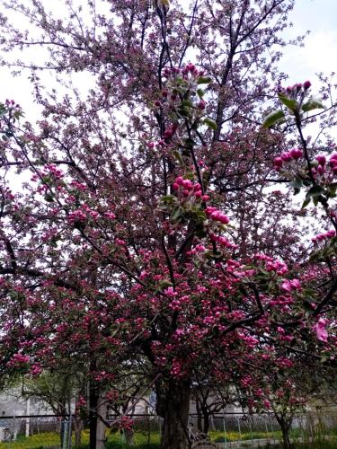 a flowering tree with pink flowers on it at Hotel 5 Mountains in Mestia