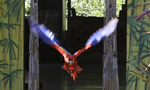 a bird is flying in the air at Chosa Manglar Suites & Cabins in Puerto Jiménez
