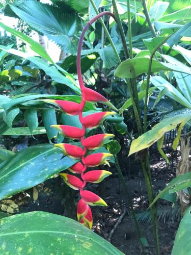 a red flower on a plant with green leaves at Chosa Manglar Suites & Cabins in Puerto Jiménez