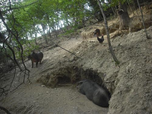 a group of animals on a dirt path with trees at Agriturismo Biologico Villa Rosa in Monte Guiduccio