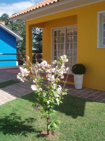 a small tree in front of a house at Pousada Vale Dos Figos in Urussanga