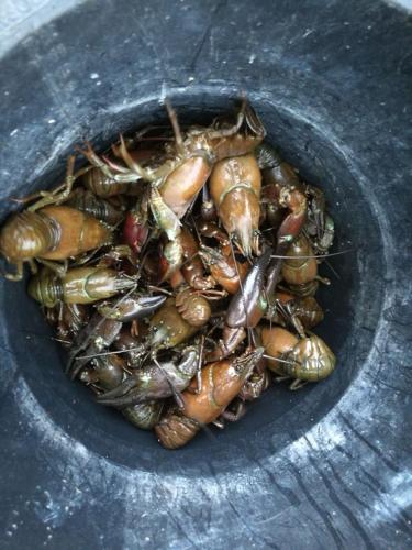 a pile of lobsters in a bowl at Antinkallio Lakeside Cape in Lahti