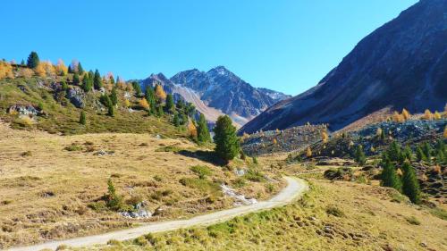 a dirt road on a hill with trees and mountains at B&B Villa Stelvio in Sta Maria Val Müstair