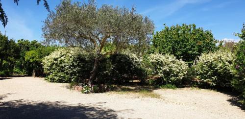 a tree in the middle of a field with bushes at "SA DOMO DE SOS ARANZOS" in Santa Maria la Palma