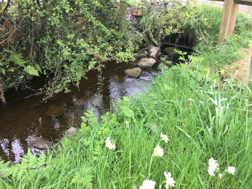 a stream of water with flowers in the grass at Ferney House in Irvinestown
