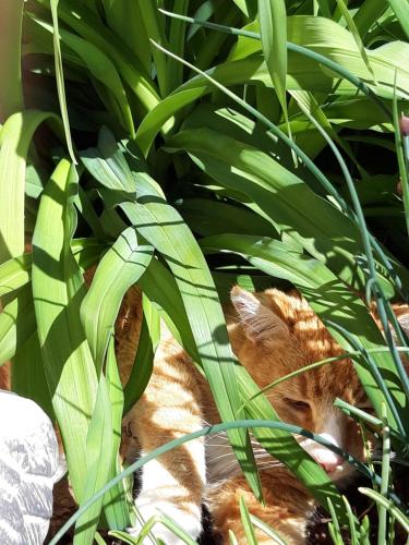 a cat laying in the leaves of a plant at Willa Diana- z panoramą jeziora i gór w Polańczyku in Polańczyk