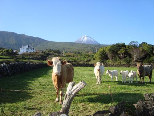 Casa Do Canto # PICO HOLIDAY RENTALS