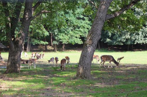 a herd of deer grazing in a field with trees at Ferienhäuschen Gruber in Loosdorf