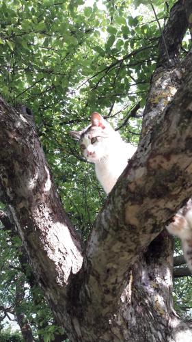 a white cat is sitting in a tree at Schottenhof in Fulpmes