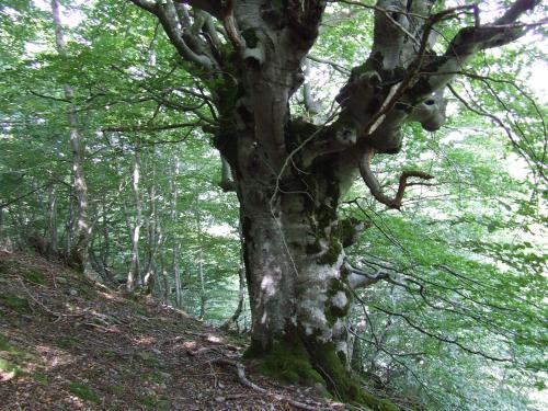 a large tree on a hill in a forest at Apartamentos Rurales Altuzarra in Ezcaray