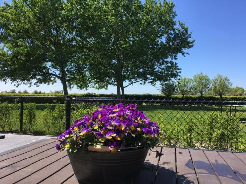 a pot of purple flowers sitting on a wooden deck at Mooi, vrij gelegen vakantiehuis dichtbij zee en strand! in Aagtekerke